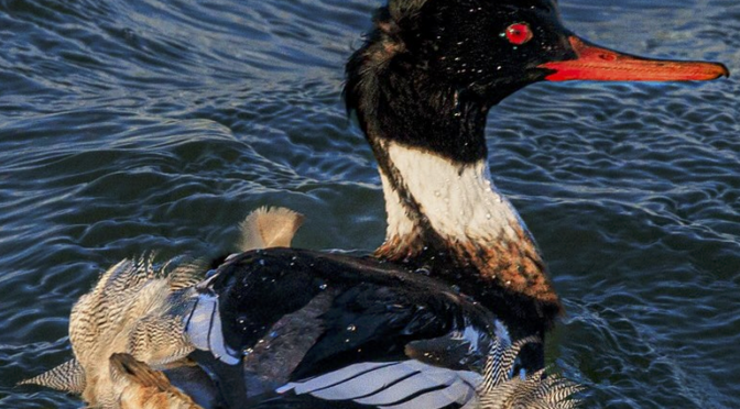 Spending time with Red-breatsed Mergansers in SC